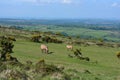 Dartmoor ponies, Dartmoor National Park, Devon Royalty Free Stock Photo