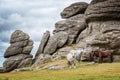 Dartmoor Ponies near Saddle Tor, Dartmoor, Devon UK Royalty Free Stock Photo