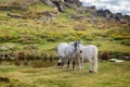 Dartmoor Ponies near Saddle Tor, Dartmoor, Devon UK