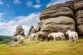 Dartmoor Ponies near Saddle Tor, Dartmoor, Devon UK Royalty Free Stock Photo