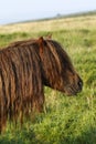 Dartmoor ponies stallion & mare Royalty Free Stock Photo