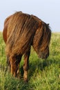 Dartmoor ponies stallion & mare Royalty Free Stock Photo