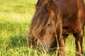 Dartmoor ponies stallion & mare