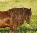 Dartmoor ponies stallion & mare Royalty Free Stock Photo