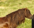 Dartmoor ponies stallion & mare