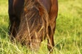 Dartmoor ponies stallion & mare