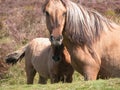 Dartmoor Ponies Royalty Free Stock Photo