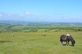 Dartmoor ponies, on Whitchurch Common, Dartmoor National Park, Devon, UK Royalty Free Stock Photo