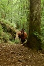 Dartmoor Ponies in the woods Devon UK