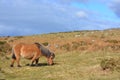 Summer landscape with Dartmoor pony in rural Devon, UK Royalty Free Stock Photo