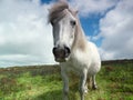 Dartmoor Pony Royalty Free Stock Photo