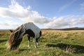 Dartmoor pony Royalty Free Stock Photo