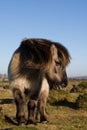 Dartmoor Pony Royalty Free Stock Photo