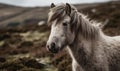 Dartmoor pony amidst rugged untamed wilderness of Dartmoor National Park. ponys hardy surefooted nature and its distinct breed