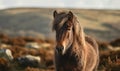 Dartmoor pony amidst rugged untamed wilderness of Dartmoor National Park. ponys hardy surefooted nature and its distinct breed