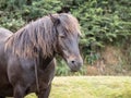 Dartmoor pony closeup portrait. Royalty Free Stock Photo