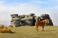 Dartmoor Pony at Combestone Tor Royalty Free Stock Photo