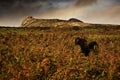 Dartmoor pony among the ferns with tor in the background Royalty Free Stock Photo