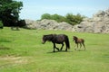 Dartmoor pony with foal Royalty Free Stock Photo