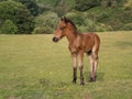 Dartmoor pony foal closeup with copyspace. Royalty Free Stock Photo