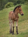 Dartmoor pony foal in closeup. Royalty Free Stock Photo