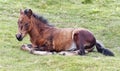 A Dartmoor Pony Foal, Devon, England Royalty Free Stock Photo