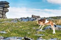 Dartmoor pony foal in front of Great Staple Tor Royalty Free Stock Photo