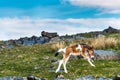 Dartmoor pony foal in front of Great Staple Tor Royalty Free Stock Photo