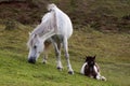 Dartmoor pony and foal Royalty Free Stock Photo