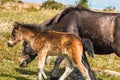 Dartmoor pony foal with mare in front of Haytor rock Royalty Free Stock Photo