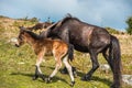 Dartmoor pony foal with mare in front of Haytor rock Royalty Free Stock Photo