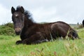 Dartmoor pony foal, resting on Dartmoor Royalty Free Stock Photo