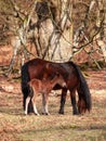 Dartmoor Pony and Foal Royalty Free Stock Photo