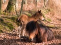 Dartmoor Pony and Foal Royalty Free Stock Photo