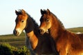 Dartmoor Pony Friends Forever. Royalty Free Stock Photo