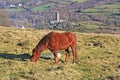 Dartmoor pony grazing Royalty Free Stock Photo
