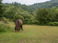 Dartmoor pony grazing with copyspace. Royalty Free Stock Photo