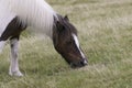 Dartmoor pony grazing Royalty Free Stock Photo