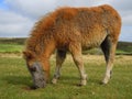 Dartmoor pony grazing Royalty Free Stock Photo