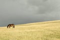 Dartmoor pony grazing before a storm Royalty Free Stock Photo