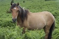 Dartmoor Pony (horse) surrounded by vegetation Royalty Free Stock Photo