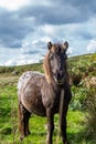 A Dartmoor pony looking at the camera, on a sunny September day Royalty Free Stock Photo