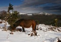 A Dartmoor pony looks for food Royalty Free Stock Photo