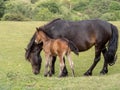 Dartmoor pony mare and foal closeup. Royalty Free Stock Photo