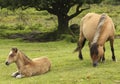 A Dartmoor Pony Mare and Foal, Devon, England Royalty Free Stock Photo