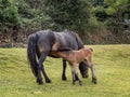 Dartmoor pony mare with foal suckling. Royalty Free Stock Photo