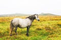 Dartmoor Pony Mare standing on the moor overlooking a tor Royalty Free Stock Photo