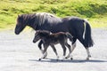 Dartmoor Pony Mare with foal walking on gravel road Royalty Free Stock Photo