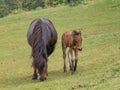 Dartmoor pony mare and foal closeup. Royalty Free Stock Photo