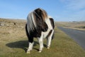 Dartmoor pony in Dartmoor National Park, Devon, UK Royalty Free Stock Photo